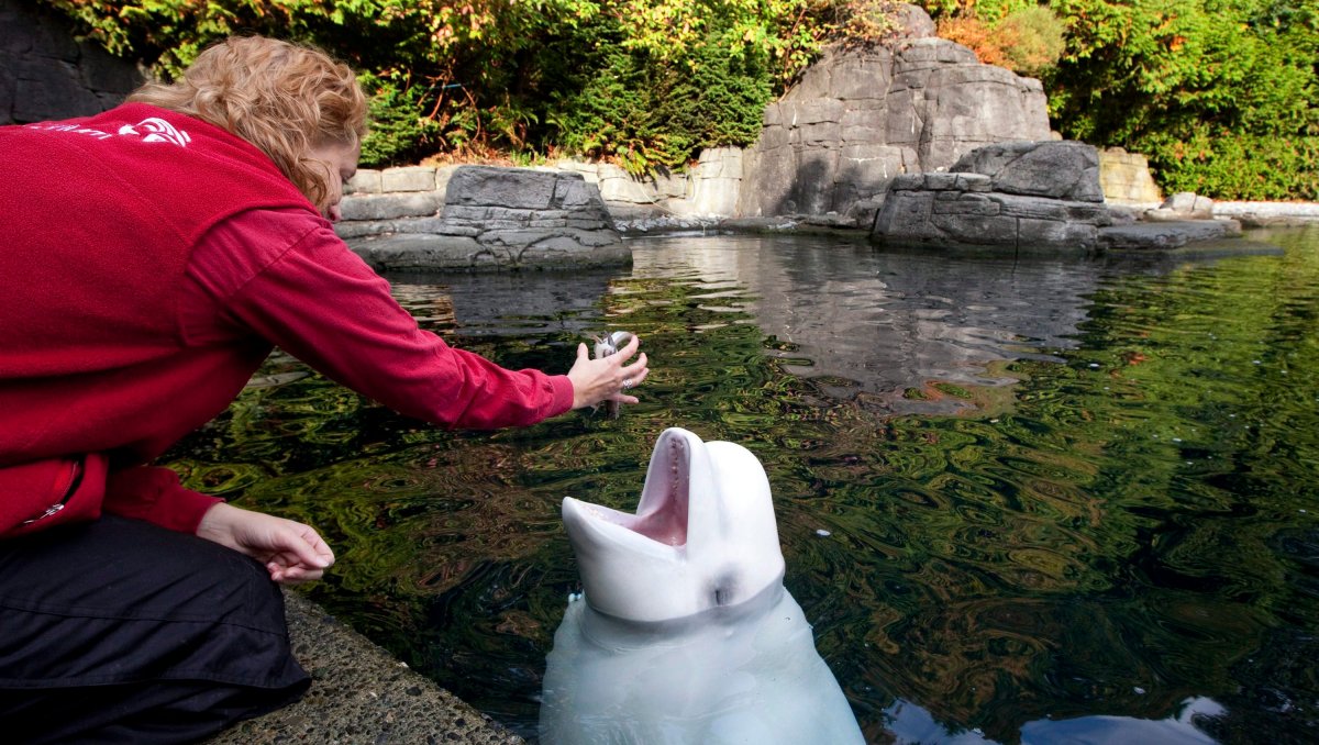 Trainer Katie Becker feeds Qila, a beluga whale at the Vancouver Aquarium in Vancouver, B.C. Wednesday, Oct.19, 2011. The aquarium has launched a lawsuit against the City of Vancouver and the Vancouver Park Board over lost revenues resulting from the 2017 ban on cetaceans at the aquarium.