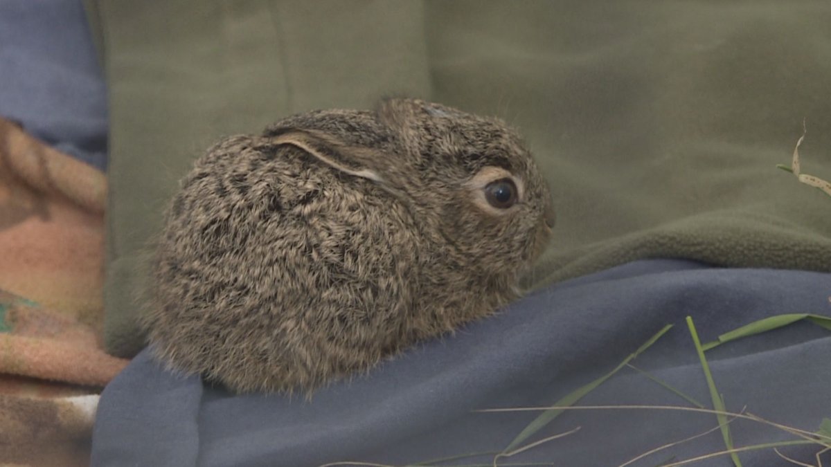 The Saskatchewan government is telling people in the province to leave young injured or orphaned wildlife alone.