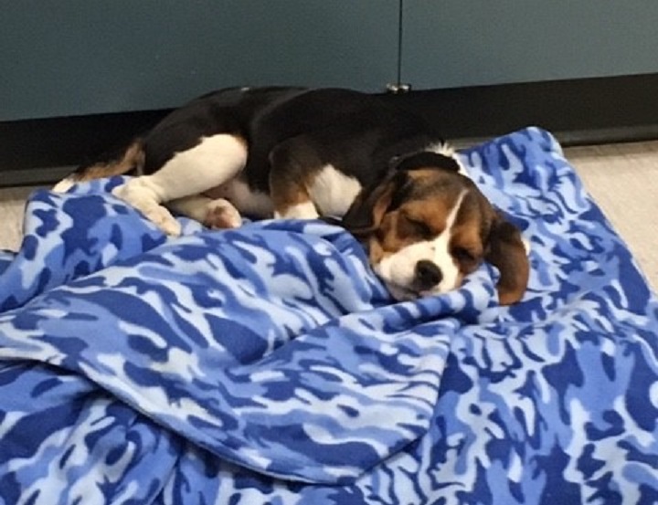 A young dog named Cali that was reportedly stolen from Burnaby sleeps on a blanket after being seized by police in Osoyoos. The pup was returned to its owner.