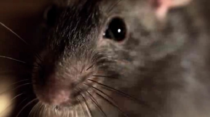 Toronto lawyer Sandra Schnurr argued the traps subject animals to agonizing, prolonged deaths and filed an application seeking to ban Canadian Tire, Walmart, Home Depot, Home Hardware and Lowe's from selling them.