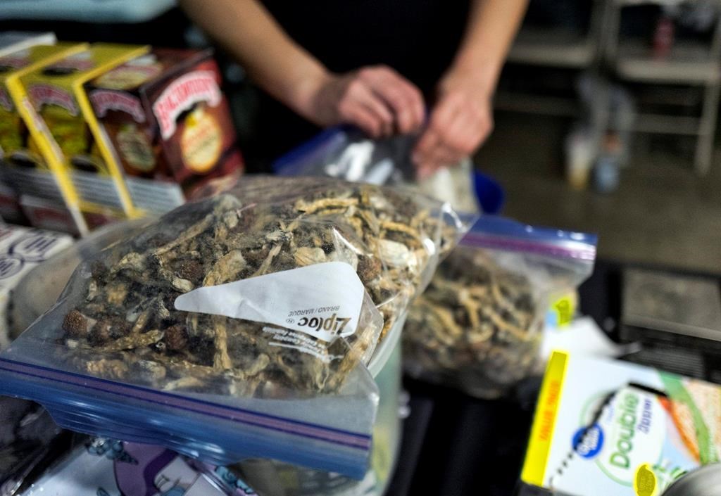 A vendor bags psilocybin mushrooms at a pop-up cannabis market in Los Angeles on Monday, May 6, 2019. Voters decide this week whether Denver will become the first U.S. city to decriminalize the use of psilocybin, the psychedelic substance in "magic mushrooms." (AP Photo/Richard Vogel).