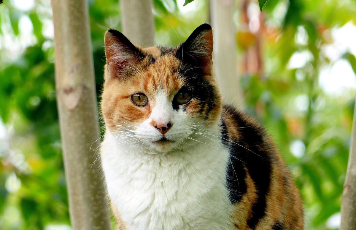 A full grown calico cat.