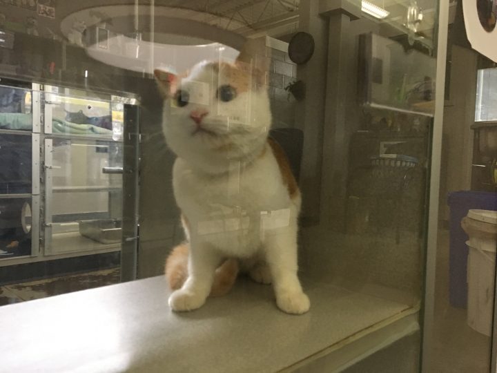 Cat up for adoption at Calgary Humane Society