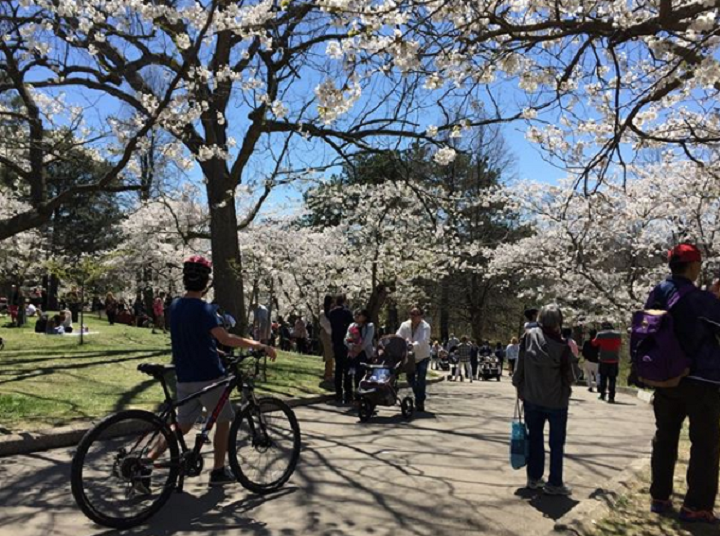People visiting High Park in Toronto to see cherry blossom trees in full bloom last spring. (May 8, 2018).