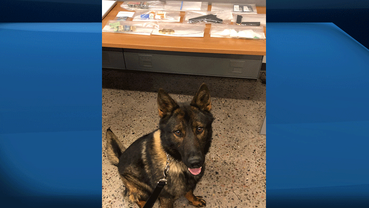 Cocaine and weapons were seized from a vehicle stopped in the Maidstone, Sask., area on May 30, 2019.