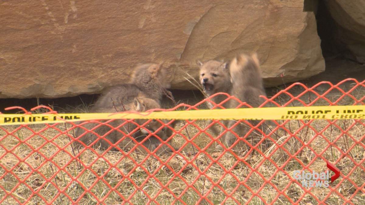 Coyote pups seen playing outside their den in northwest Calgary.
