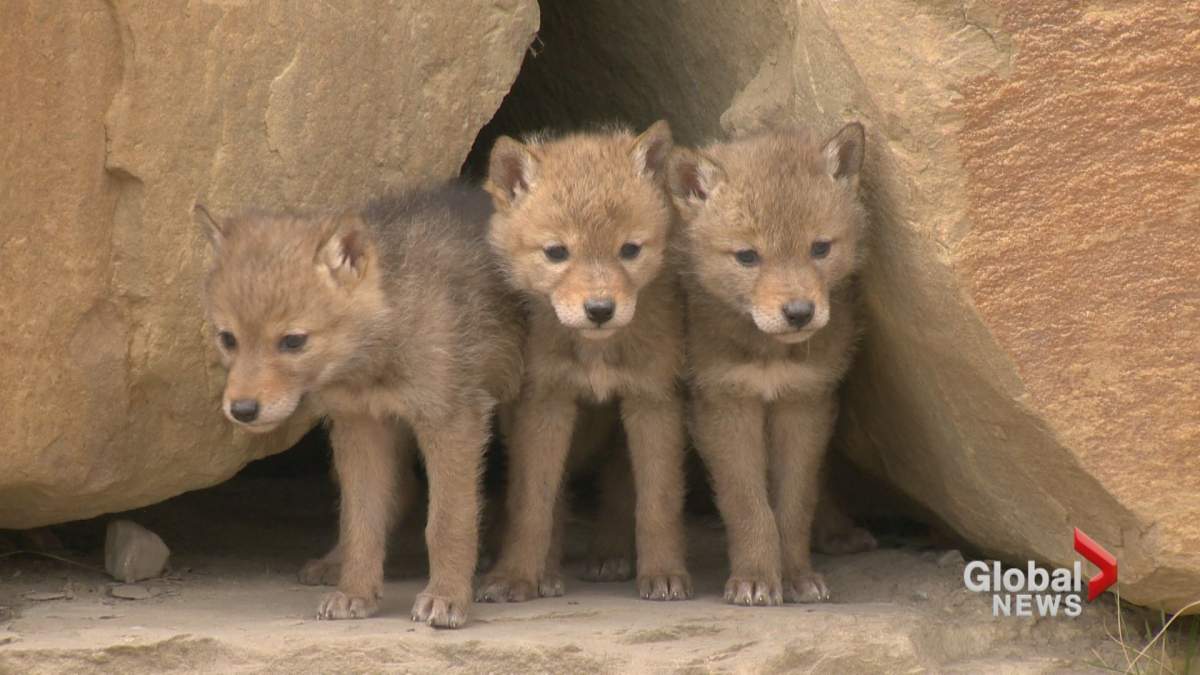 Coyote pups seen peeking out of their den in northwest Calgary.