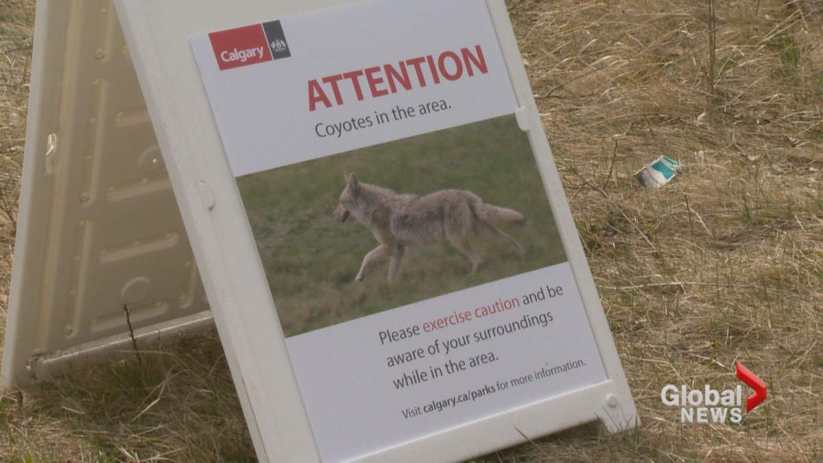 A coyote warning sign is seen outside a coyote den in a residential area of northwest Calgary.