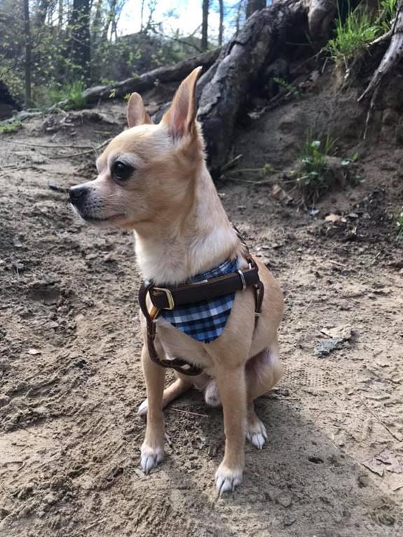 Alberta Bakker says she was traveling south from Eglinton station when she dozed off with her chihuahua Malachi, shown in a handout photo, on her lap at around 6:30 p.m. Saturday.