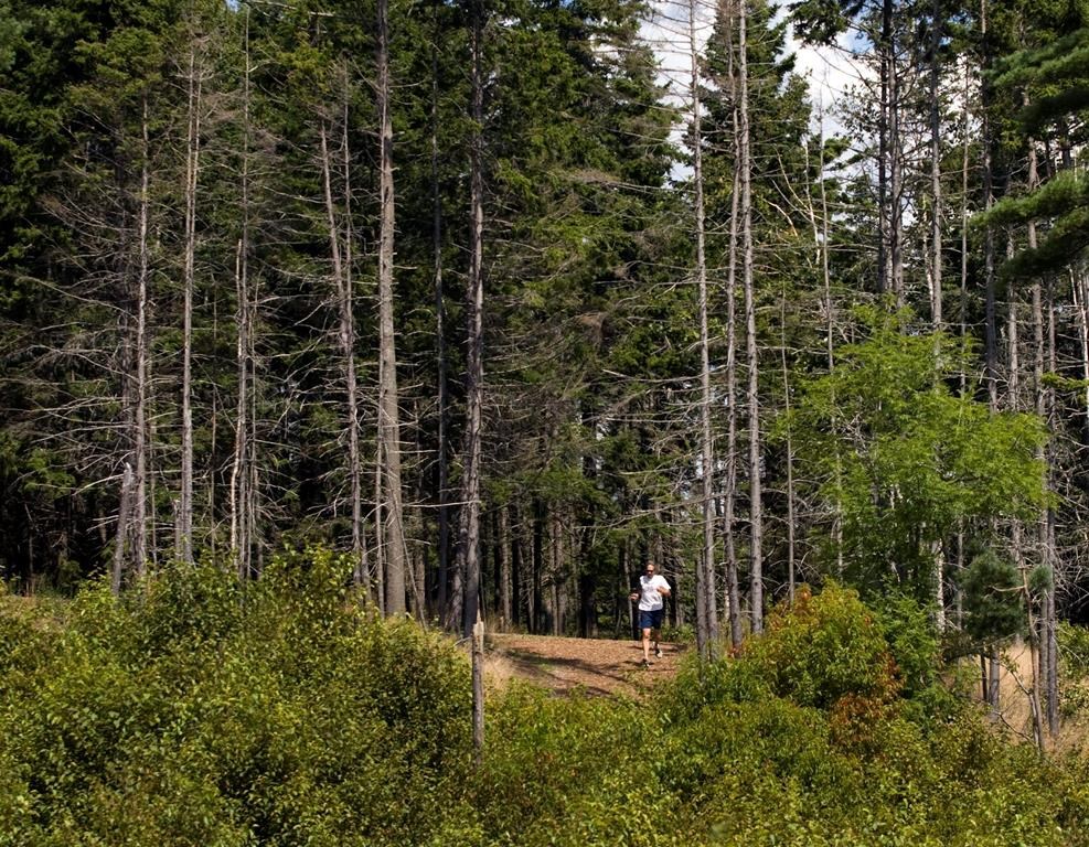 Spokesman Brendan Elliott confirmed today no trees would be felled until September because an earlier cull would have violated federal regulations.