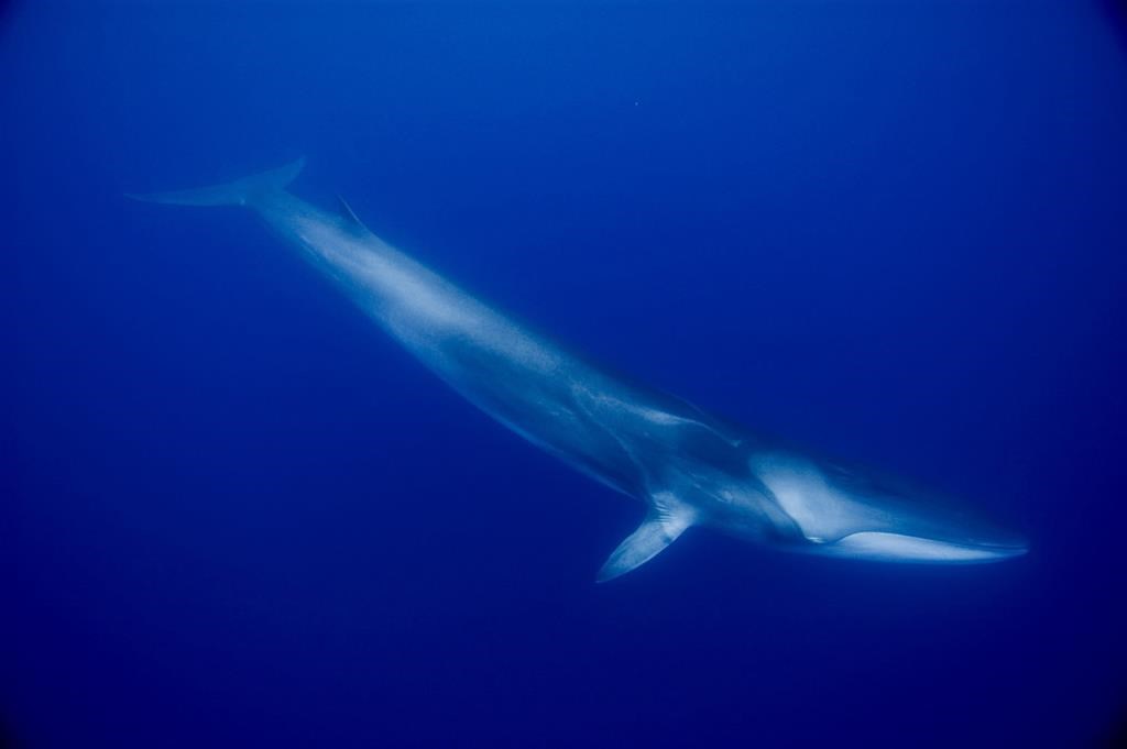 A fin whale is photographed underwater off the Azores in a 2006 handout photo. Scientists who evaluate the health of whales have added three of the aquatic mammals to the list of threatened species in Canada's waters due in part to human-created noise.