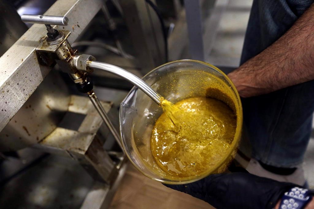 The first rendering from hemp plants extracted from a super critical CO2 extraction device on its’ way to becoming fully refined CBD oil spurts into a large beaker at New Earth Biosciences in Salem, Ore., on April 24, 2018. THE CANADIAN PRESS/AP, Don Ryan