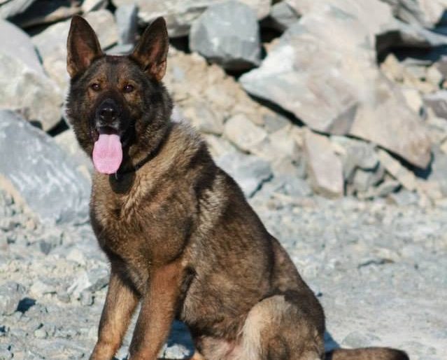 An undated photo of Halifax's retired police service dog Epic.