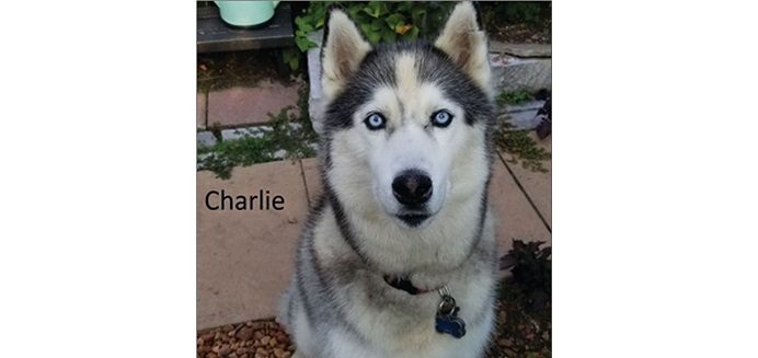 Police say they're looking to find Charlie, a 10-year-old Siberian Husky dog.