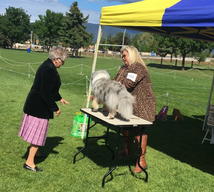 Kelowna Dog Show 2024 Pammi Henryetta