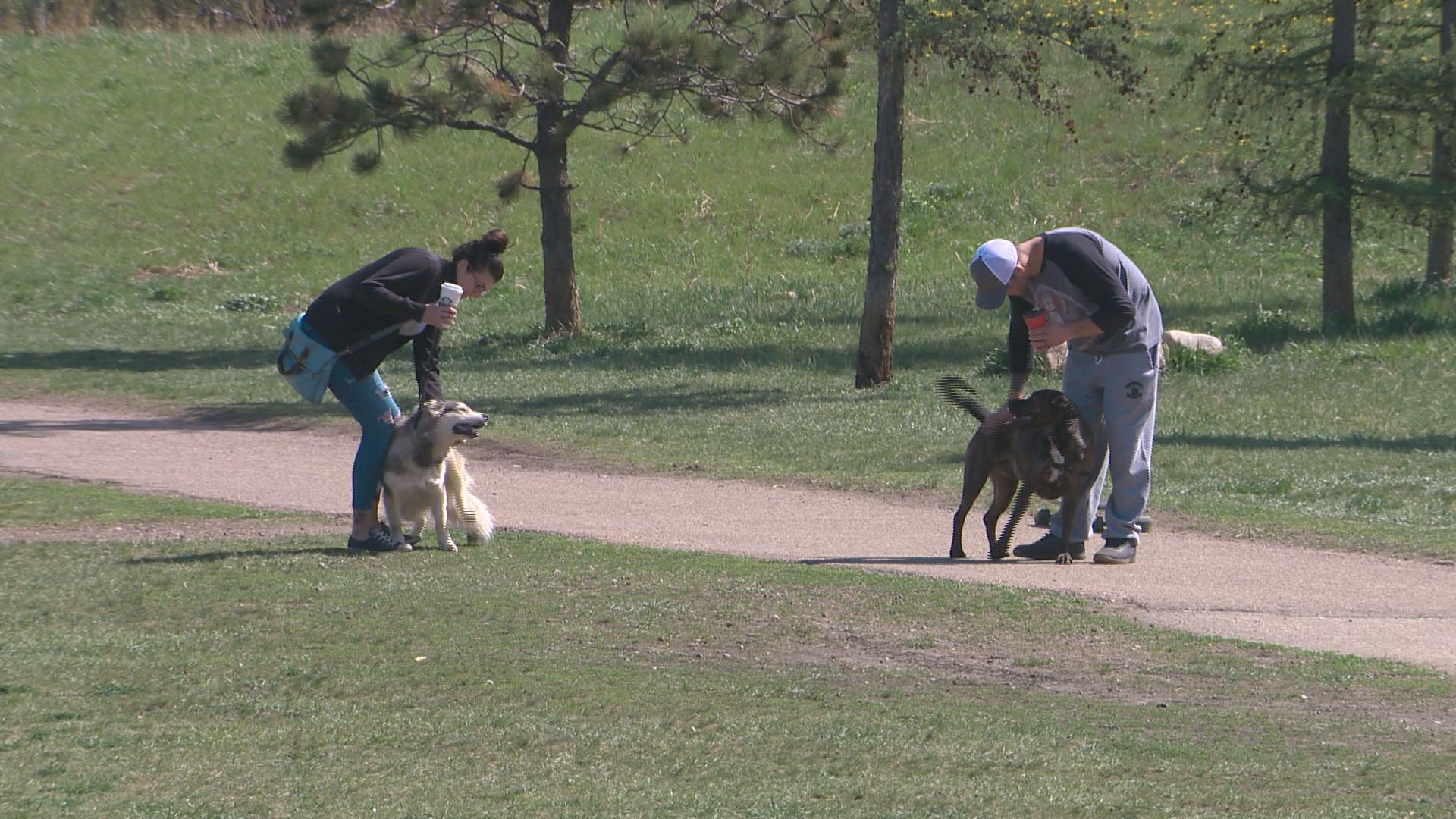 Dog Park Safety Risks On Social Media Not Confirmed Edmonton Officials Edmonton Globalnews Ca