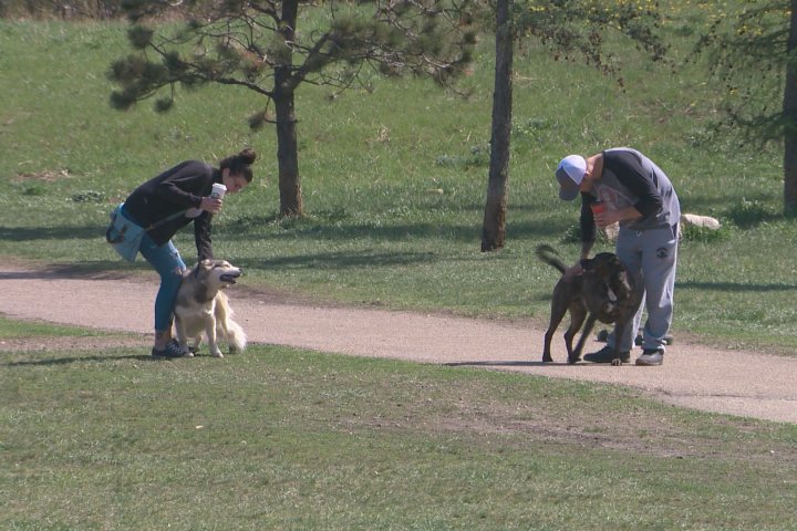 Temporary dog parks are coming to these Edmonton neighbourhoods for summer