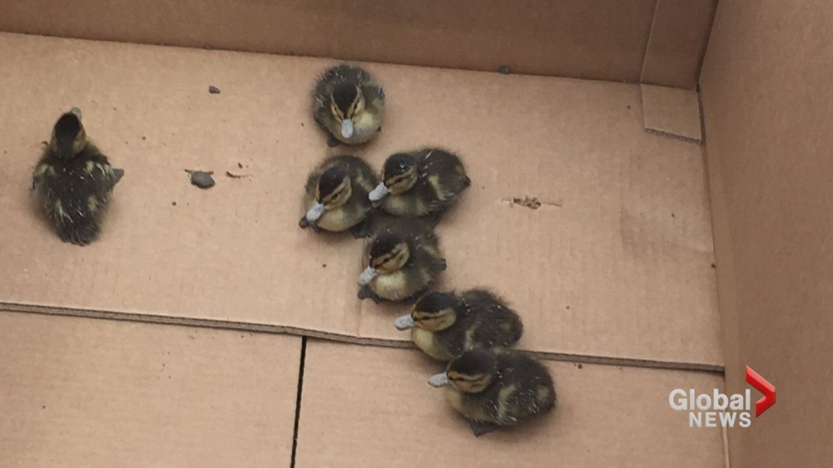 Ducklings sit in a box after being rescued from a shallow trench at a Calgary construction site. 