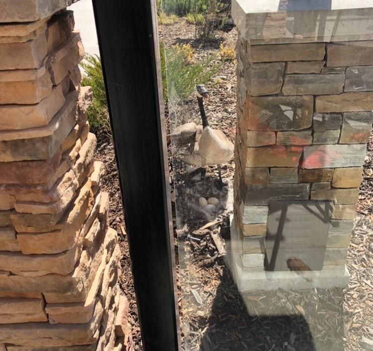 An Edmonton restaurant says it won't mess with a Canada goose, shown in a handout photo, that has a nest near its patio.