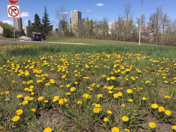 Dandelions in Edmonton along Scona Road and 95A Avenue Monday, May 13, 2019.