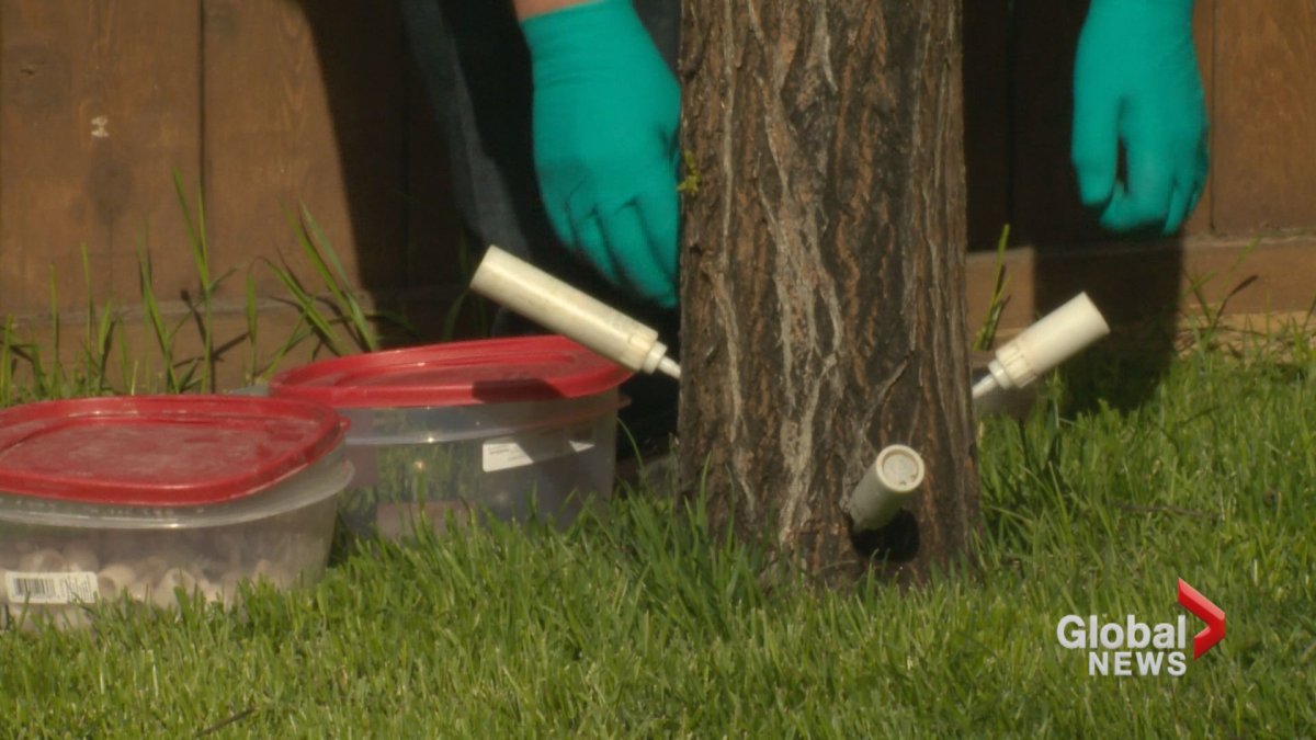 Calgary residents urged to help city efforts in saving elm trees from