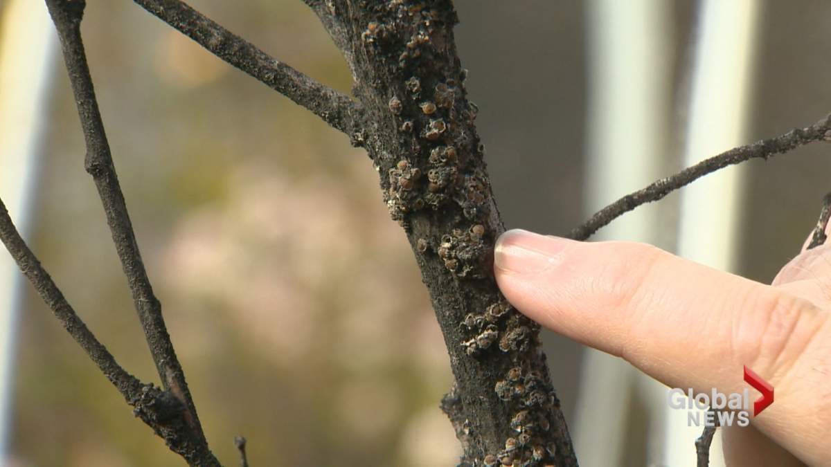 Scales on an elm tree branch which the bugs hide under.