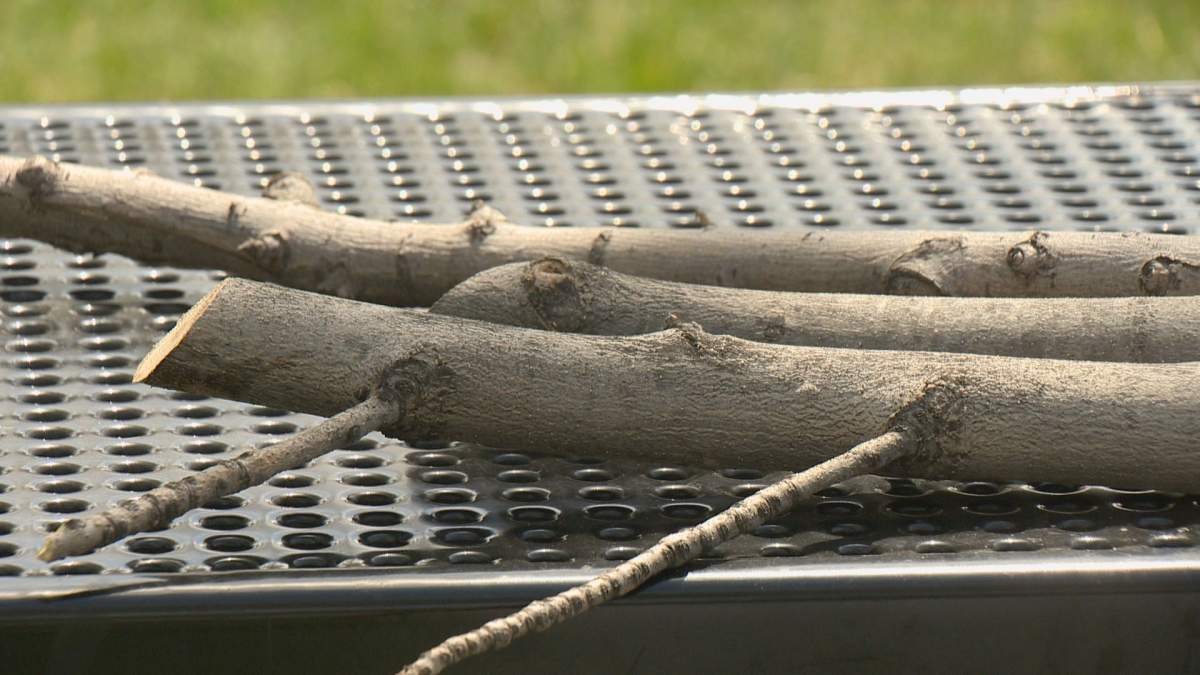 A few branches from an Emerald Ash tree.