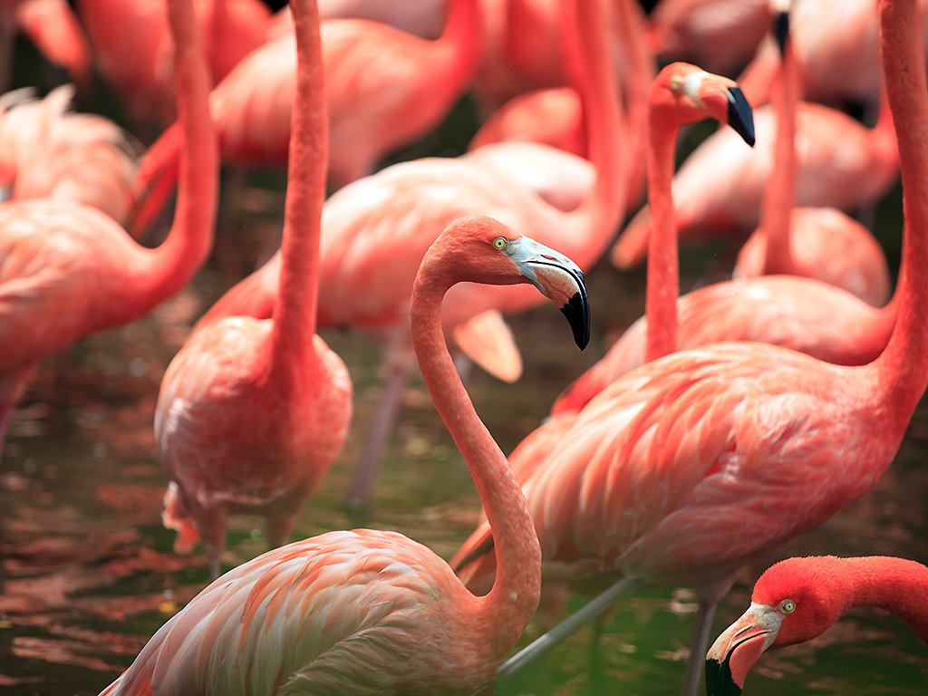 Flamingos have been known to live up to 50 years or longer in captivity.