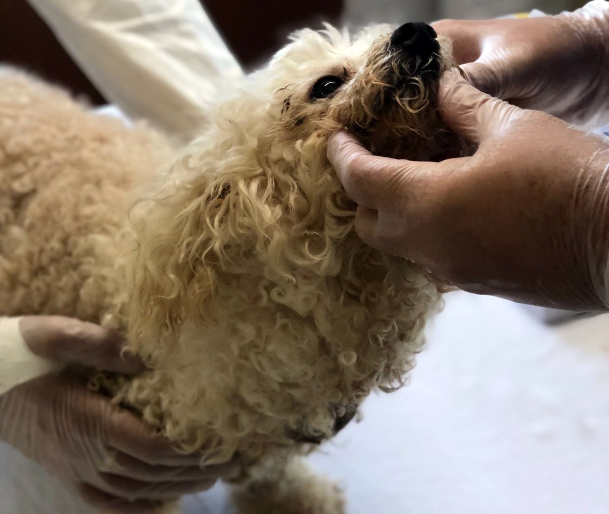 One of 15 neglected dogs seized from a Fraser Valley breeder on Wednesday.