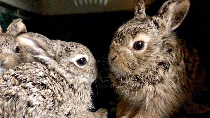 Staff at Salthaven Wildlife and Education Centre rescued five baby jackrabbits over the past few days reportedly abused by children in Regina.