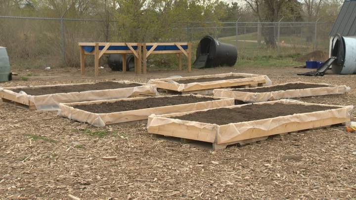 Raised beds are used to grow food on the contaminated land.