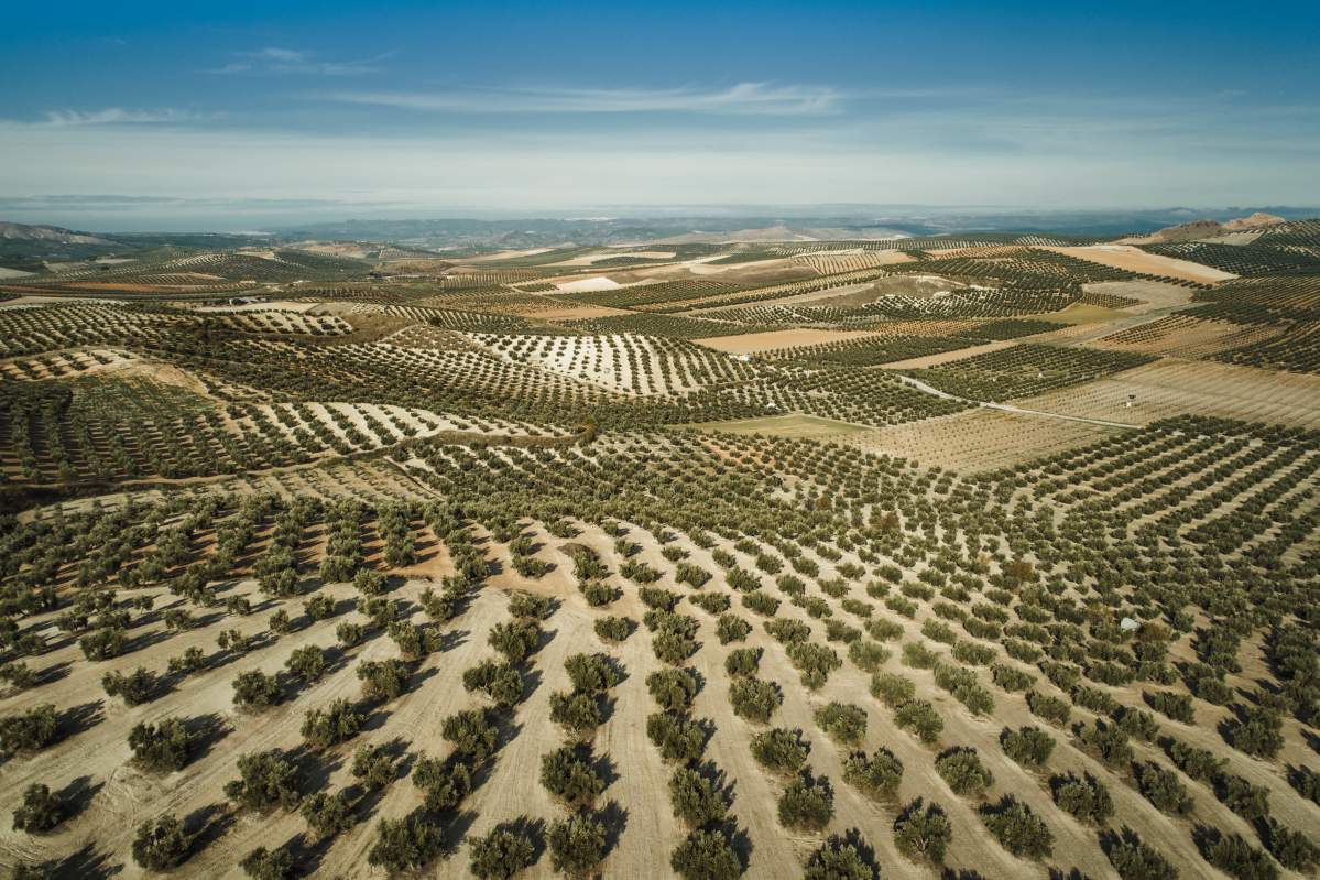 Aerial view of olive trees in Andalucia, Spain.