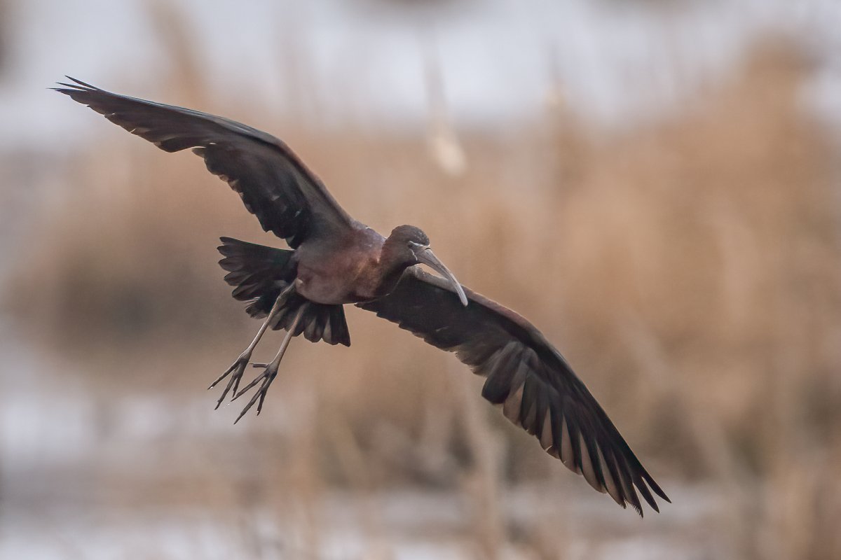The Glossy Ibis, a slender and long-beaked creature of the air, found its way further north from the warmth of its southern habitat.