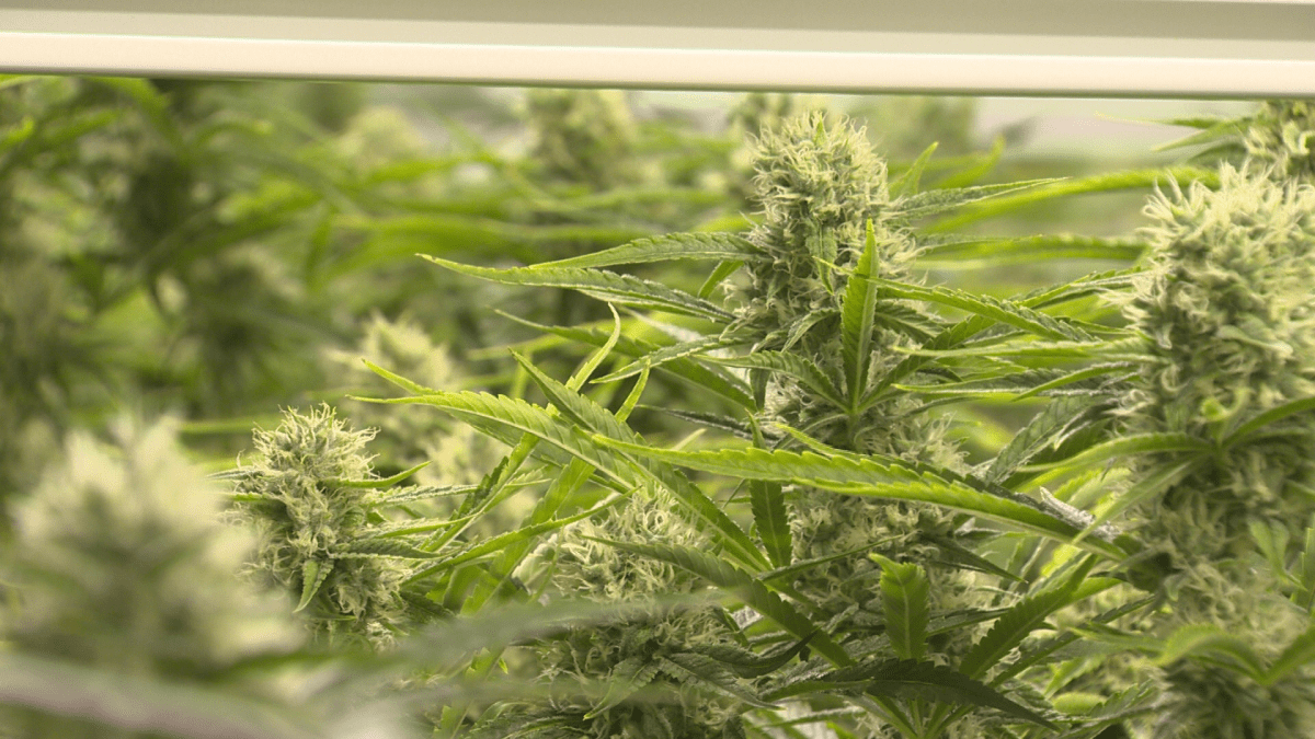 Gracewood says Organigram has been preparing for legalization of edibles since the legalization of recreational cannabis October 17, 2018