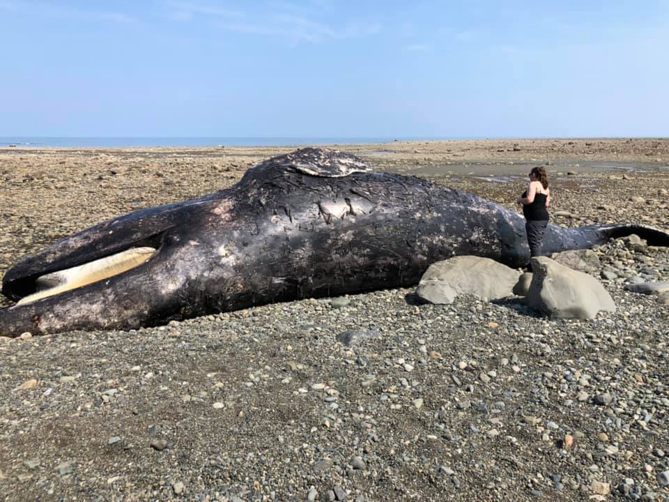 5th dead grey whale washes up on Haida Gwaii, DFO investigating |  