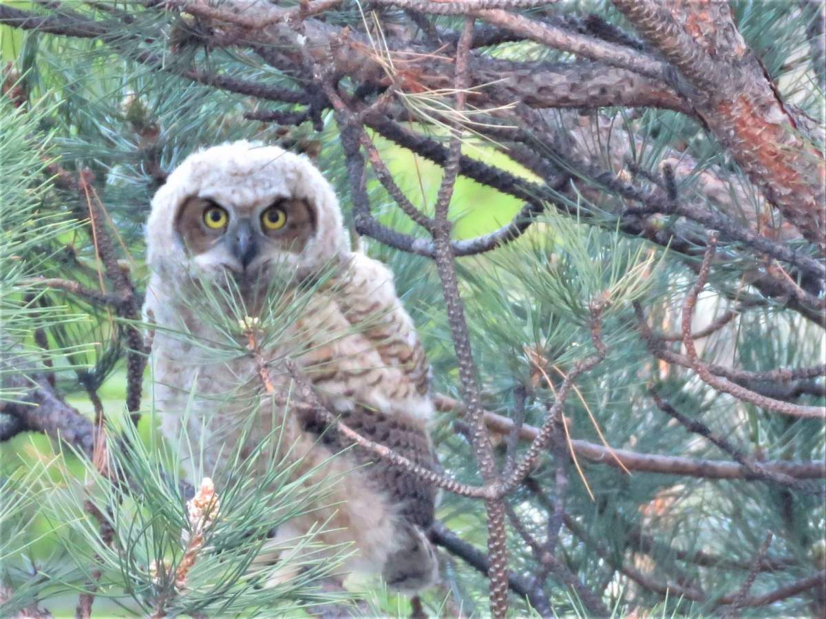 Donald Lawlor captured this photo of one of the fledglings before it was electrocuted on a power pole.