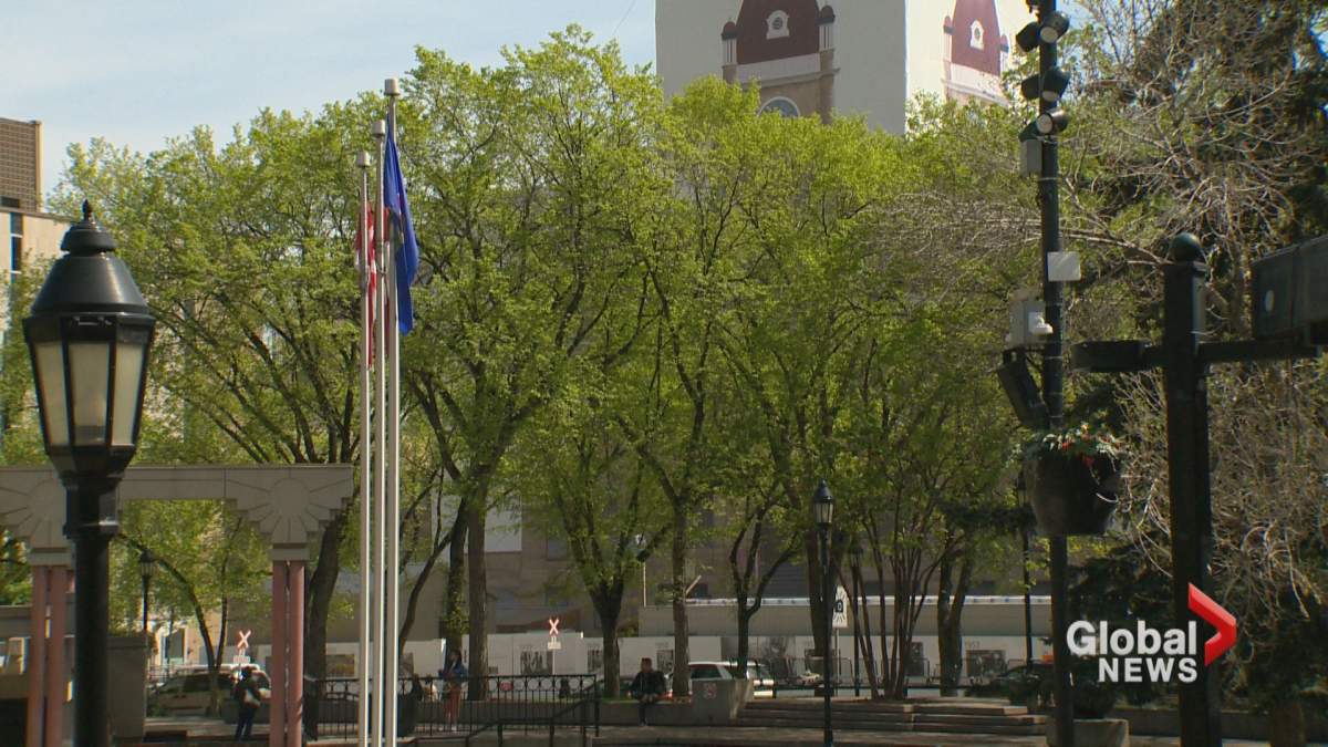 Healthy elm trees are seen outside Calgary city hall.