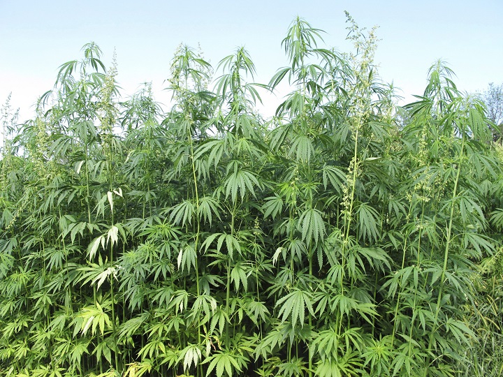 An Okanagan company has announced that its application for a hemp licence has been approved by Health Canada.