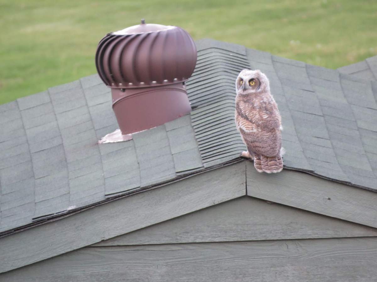 One of the baby owls perched on a roof.