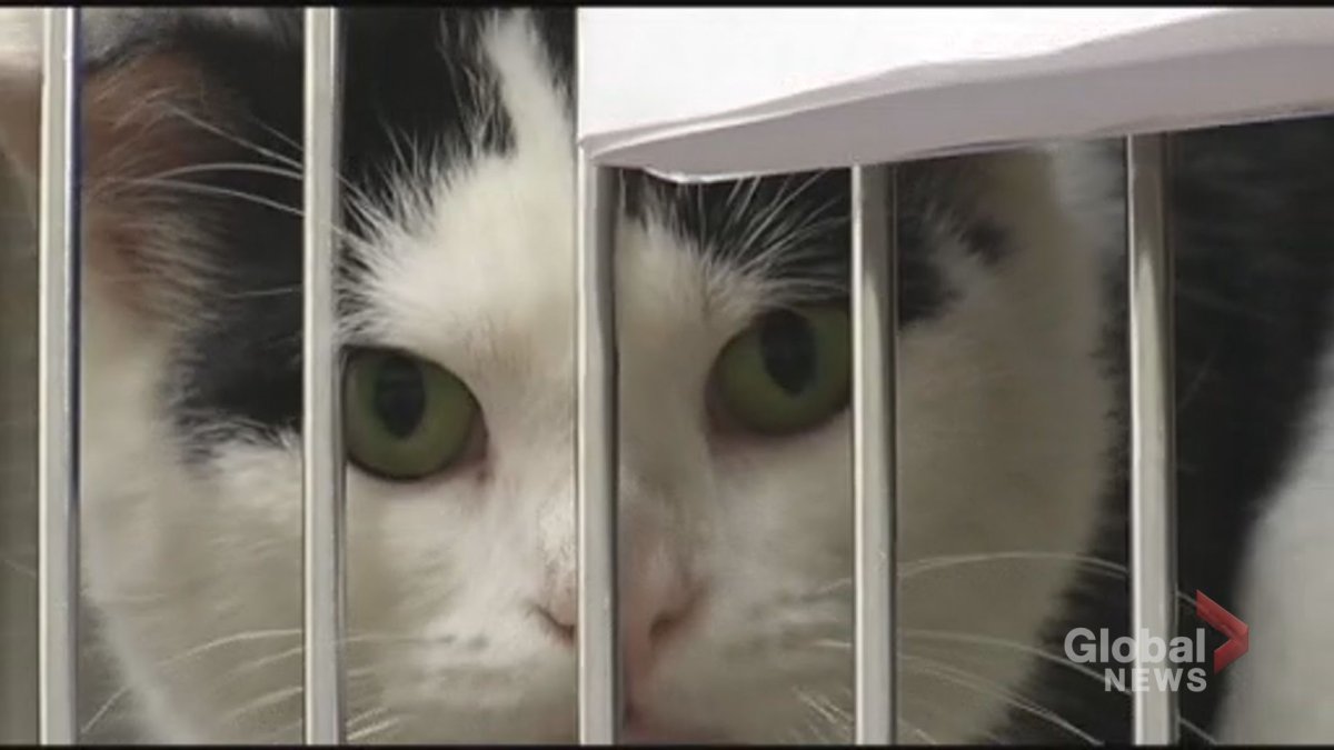 A total of 585 cats and dogs were impounded at the Peterborough Humane Society in 2018.