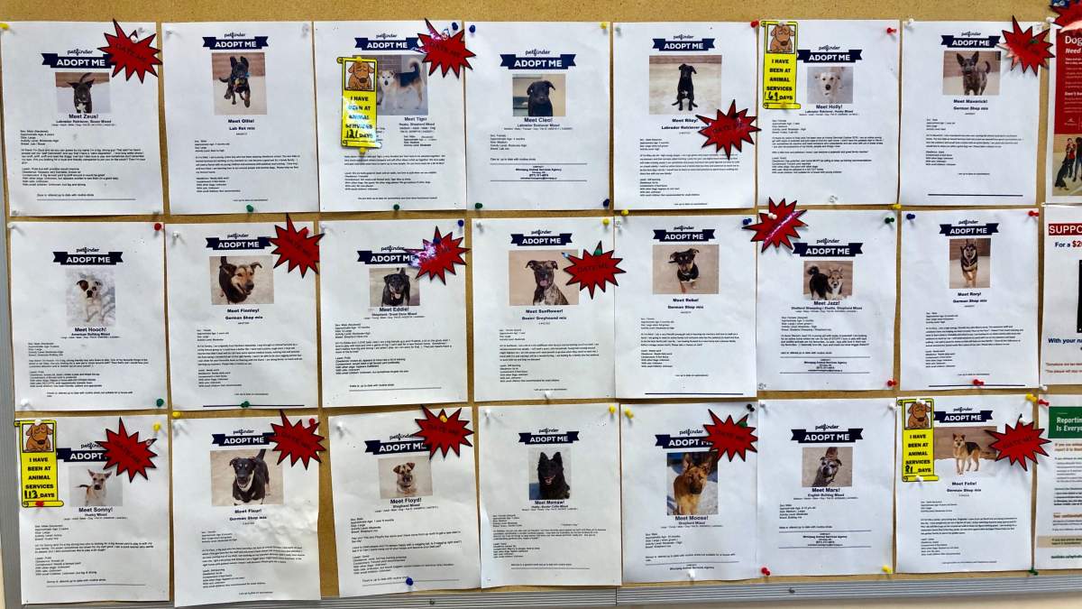 All the adoptable dogs available at Winnipeg Animal Services.