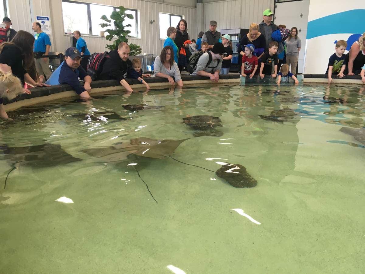 Visitors at Assiniboine Park Zoo crowded around the zoo's new 'Stingray Beach' exhibit.