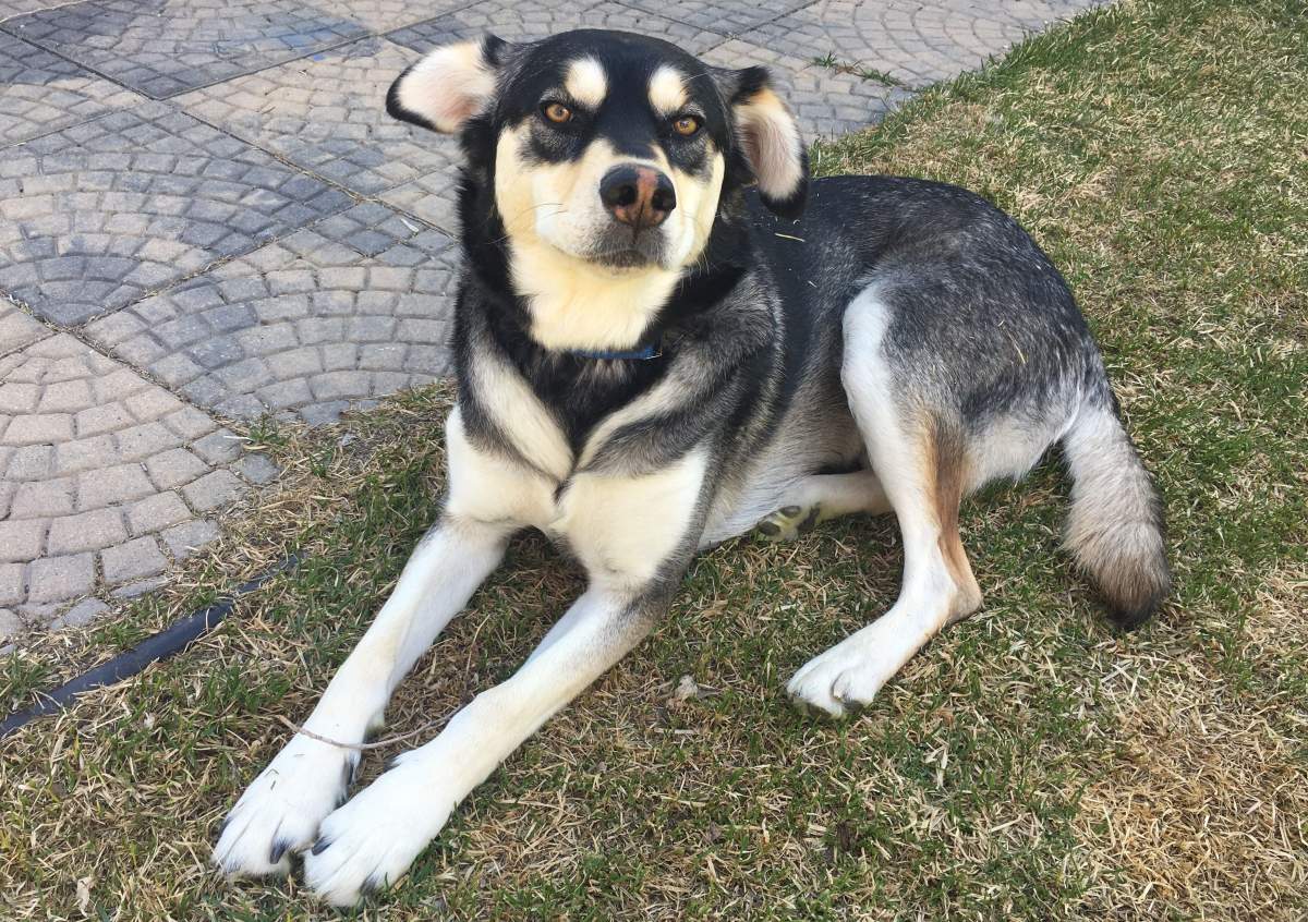 Trigger the dog is now home safe with his family.