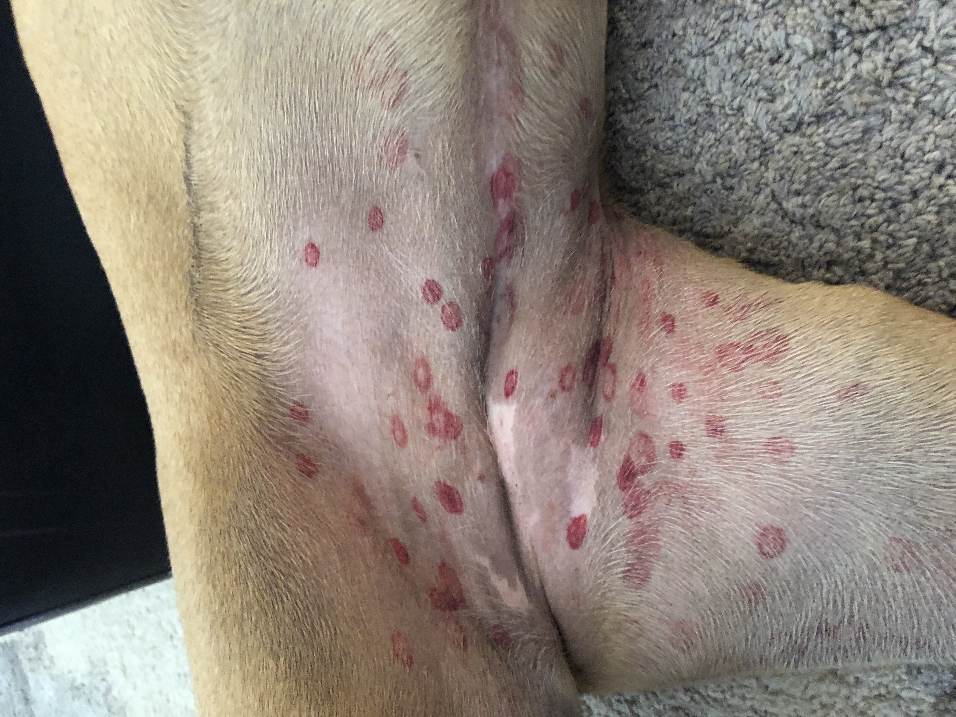 what do gnat bites look like on a dog