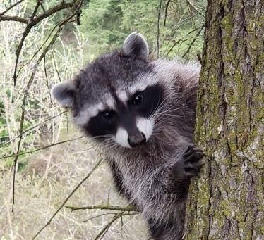 2 children treated in N.B. after handling raccoon that tested positive for rabies - image