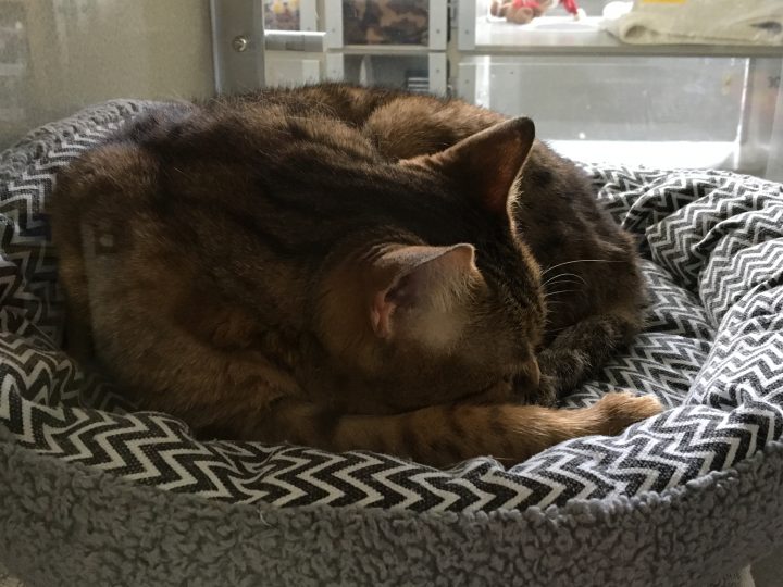 Cat up for adoption at Calgary Humane Society