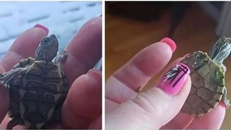 Officials with Alberta Fish and Wildlife are searching for two turtles that were sold illegally.