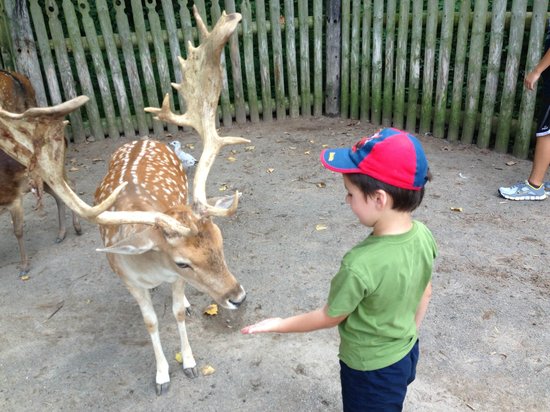 Marineland has shut down one of its land animal attractions, after two visitors allegedly caused a stampede which claimed the lives of two deer.