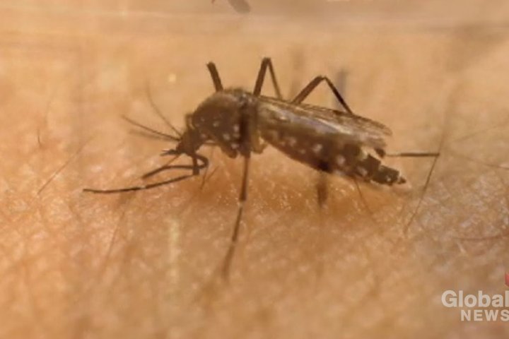 Mosquitoes carrying West Nile virus found in Manitoba