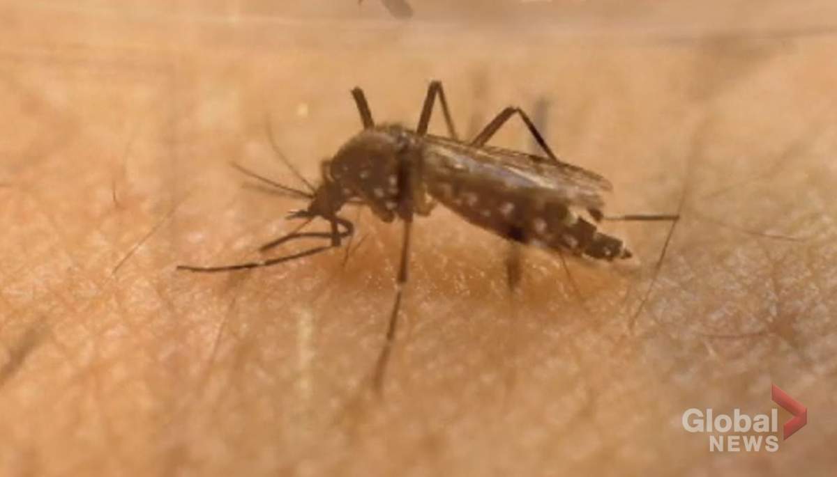 A close up of a mosquito.